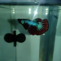 ماهی فایتر|ماهی|تبریز, |دیوار