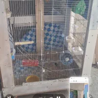 قفس دست ساز وکبوتر نوک ریز زینتی