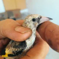 جوجه سهره دورگ|پرنده|جهرم, |دیوار