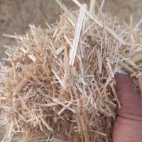 کاه گندم