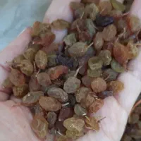 کشمش تیزابی