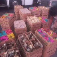 انواع جوجه یک روزه طیور تخم گذار گوشتی زینتی