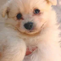 توله سگ پامر|سگ|رباطکریم, رباطکریم|دیوار