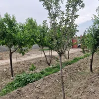 باغ ۵۶۰ متر سند باغی صباشهر|فروش زمین و ملک کلنگی|صباشهر, |دیوار