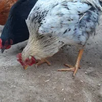 خروس محلی جوان