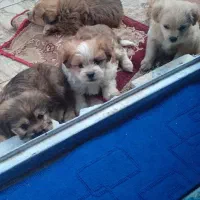 واگذاری توله سگهای آپارتمانی|سگ|مشهد, سناباد|دیوار