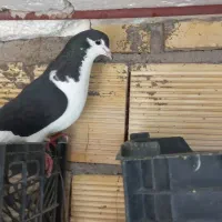 فروشی نر و ماده|پرنده|گتوند, |دیوار