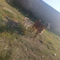 بز با بزغاله ماده|حیوانات مزرعه|بیله سوار, |دیوار