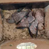 جوجه طوطی برزیلی نژاد اوپال