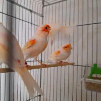 قناری رنگی 2025