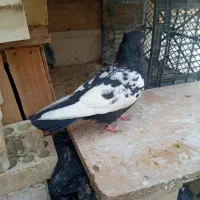 فروش چند عدد کبوتر|پرنده|سوسنگرد, |دیوار