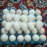 تخم بوقلمون