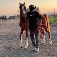 اسب کره نریان درهشوری