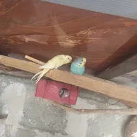 مرغ عشق معاوضه با کپوت