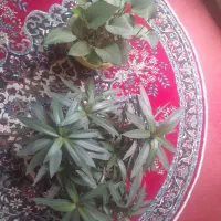 گل موسی در گهواره و پتوس
