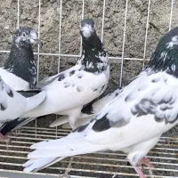 تیدی،کبوتر پاکستانی|پرنده|بندرلنگه, |دیوار