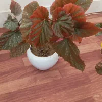 گل آپارتمانی