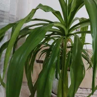 گل مادر|گل و گیاه طبیعی|شیراز, محراب|دیوار