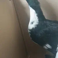 دو عدد اردک نر و ماده|حیوانات مزرعه|صدرا-فارس, فاز ۱|دیوار