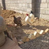 مرغ و خروس برهما هیکلی|حیوانات مزرعه|صائین قلعه, |دیوار