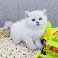 مجموعه )گربه های  تمیز* گوگولی