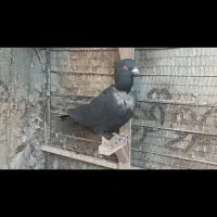 کبوتر کلاغ سیاه پرشی