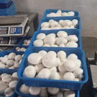 تولید و پخش قارچ درجه یک در محل زیر قیمت تابلو|خوردنی و آشامیدنی|هشتگرد, هشتگرد قدیم|دیوار