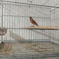 قناری سرخ زیتونی سوخته ای