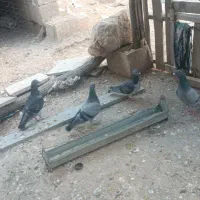 چهار پلاکی 2025جهت فروش