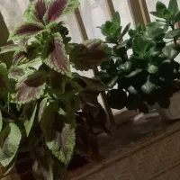 گل های طبیعی