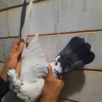 کبوتر|پرنده|شاهرود, |دیوار