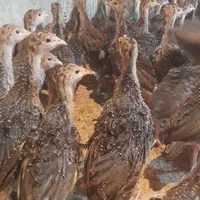 فروش جوجه بوقلمون برنز اینگلیس