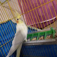 عروس هلندی ماده