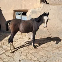 کره اسب نریان