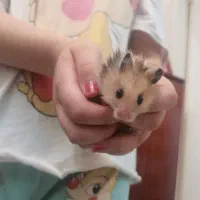 همستر پشمالو