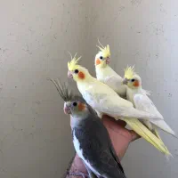 جوجه عروس هلندی