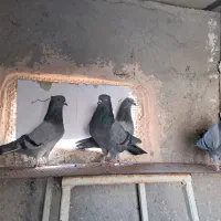 کفتر یا کبوتر پرشی|پرنده|پاکدشت, پاکدشت (مامازند)|دیوار