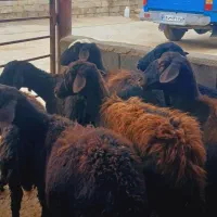 گوسفند‌|حیوانات مزرعه|لیلان, |دیوار