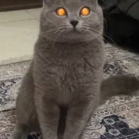 گربه اسکاتیش بلو آنفولد صورت خرسی