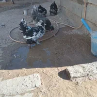 حیوانات|پرنده|سجاس رود, |دیوار