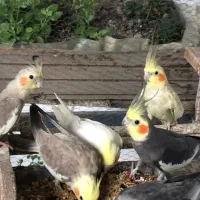 طوطی عروس فروش فوری|پرنده|قائم‌شهر, |دیوار