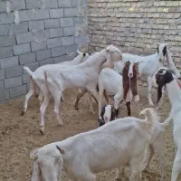 تعداد ۷ بز گلابی ۶ بز و یه تکه .و چند بزغاله گلابی|حیوانات مزرعه|قائن, |دیوار