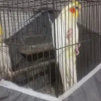 عروس هلندی لوتینو|پرنده|رشت, آب و برق|دیوار