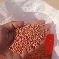 بذر گندم اوکراینی