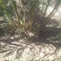 گوک ربی ۳۰۰ عدد موجوده دانه ای ۱۵۰ هزار