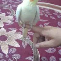 عروس هلندی