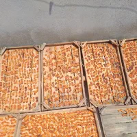 برگه زرد آلو آفتابی درجه یک