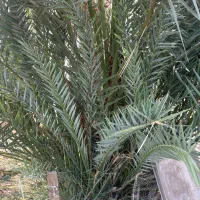 فروش بچه نخل برحی