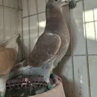 پلاکی رنگ|پرنده|بندر ماهشهر, |دیوار