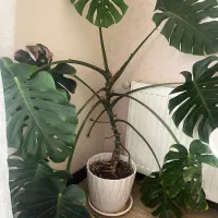 گل برگ‌انجیری بزرگ‌